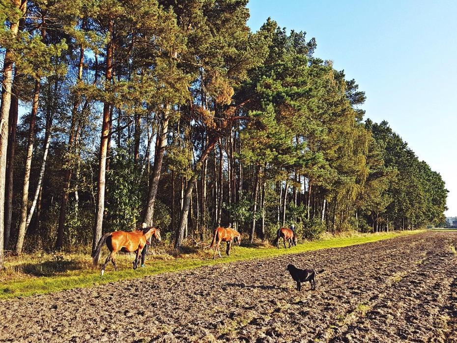 Agroturystyka Pod Modrzewiami Nowy Tomyśl Екстериор снимка